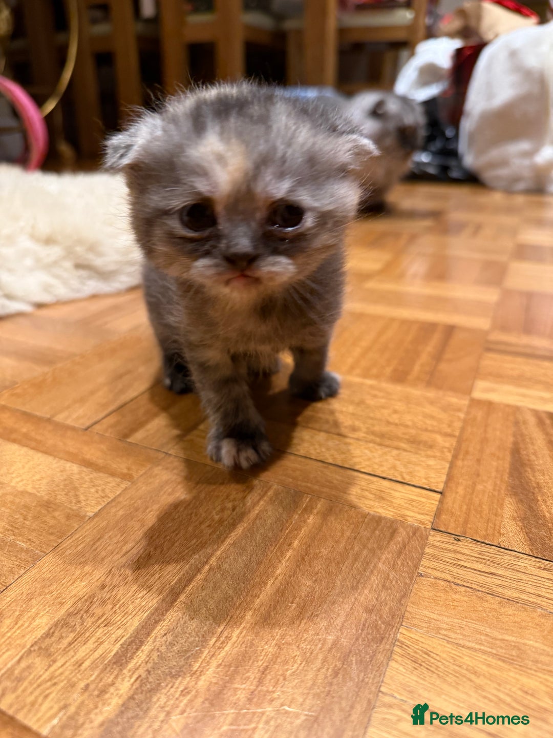 British Shorthair cats for sale: BSH x Fold stunning show kittens  - Advert 32