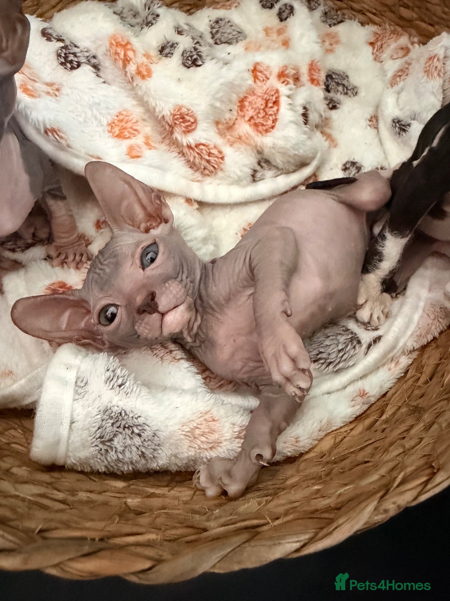 Sphynx cats Beautiful Sphynx kittens 🩵🩷 🐾  - Advert 4