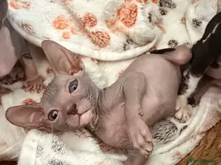 Sphynx cats Beautiful Sphynx kittens 🩵🩷 🐾 - Advert 4