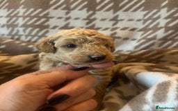 Cavapoochon dogs for sale: Teddy bear Cavapoochons health tested lineage - Advert 12