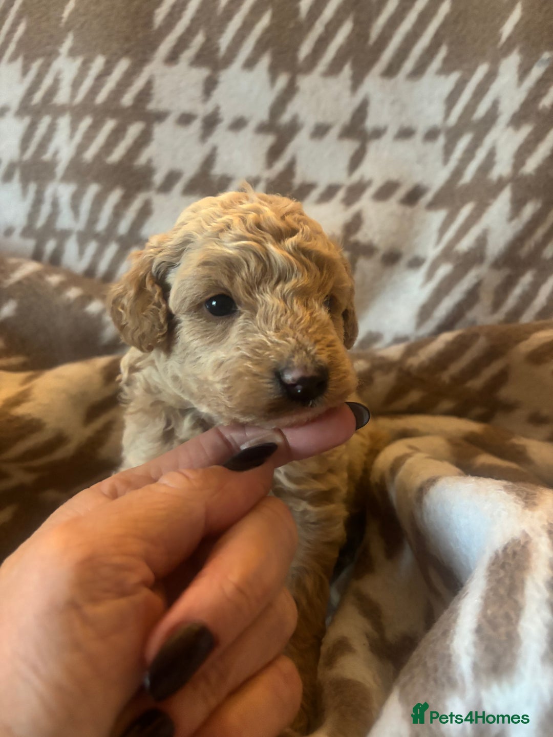 Cavapoochon dogs for sale: Teddy bear Cavapoochons health tested lineage - Advert 12