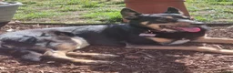 Mixed Breed dogs for sale: German shepard cross collie tricolour  - Advert 6