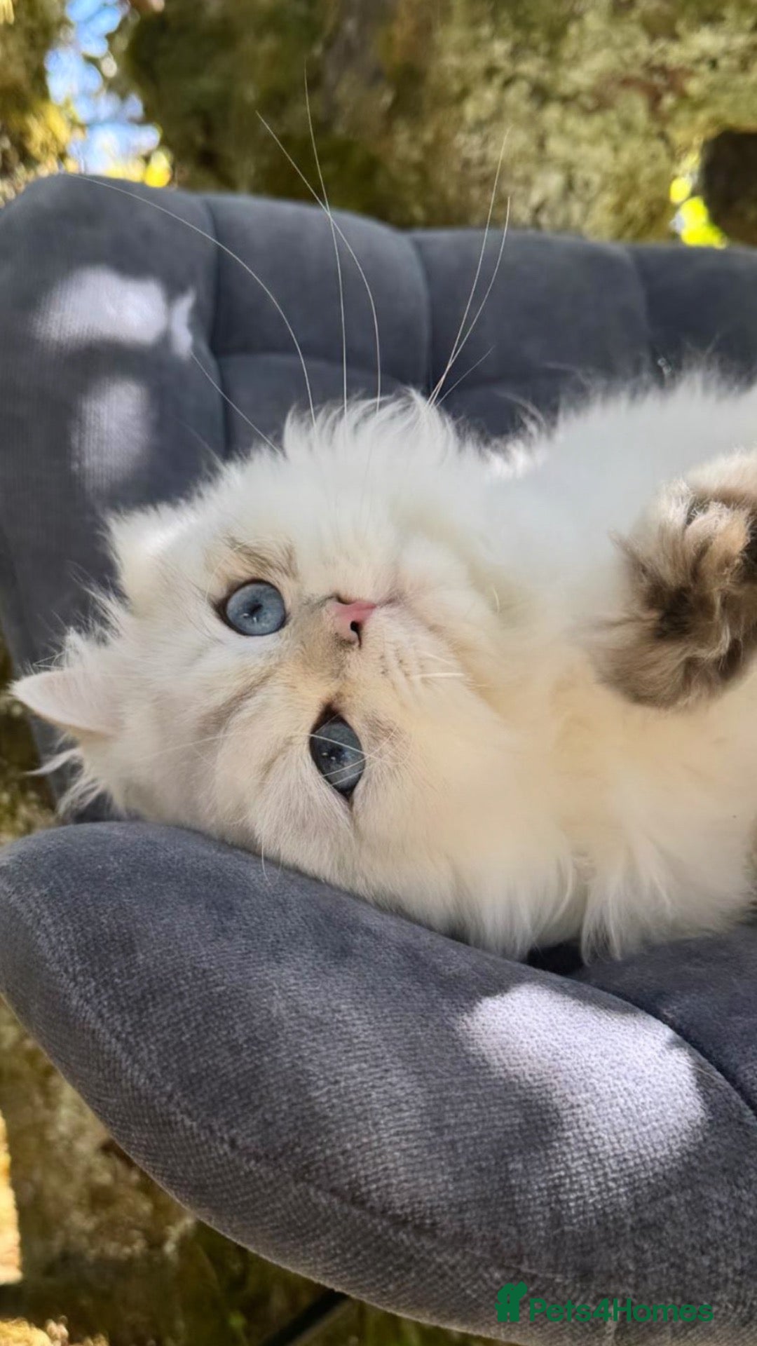 British Longhair cats WCF ns1133 British Longhair Boy  - Advert 2