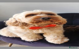 Cockapoo dogs for sale: Cockapoo Puppies - Image 19