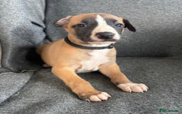 Whippet dogs for sale: KC Reg Whippet 3xM 3xF - Image 5