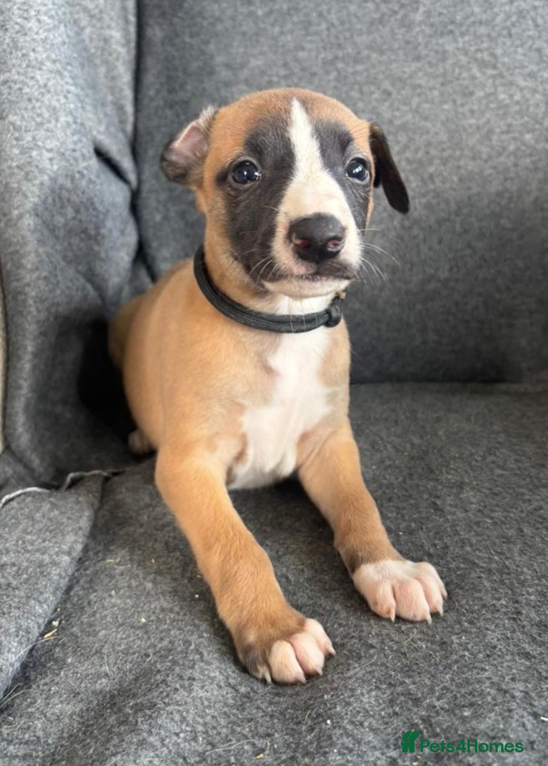 Whippet dogs for sale: KC Reg Whippet 3xM 3xF - Image 5