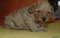 Toy Poodle dogs for sale: Toy Poodle  - Image 3