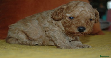 Toy Poodle dogs - Advert 3