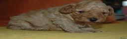 Toy Poodle dogs for sale: Toy Poodle (1 boy left to find their home) - Advert 18