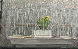 Budgerigars birds for sale: Budgie - Image 1