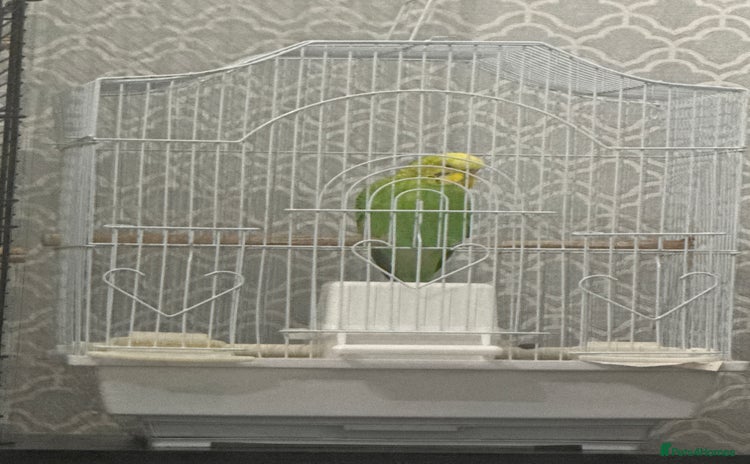 Budgerigars birds - Advert 5