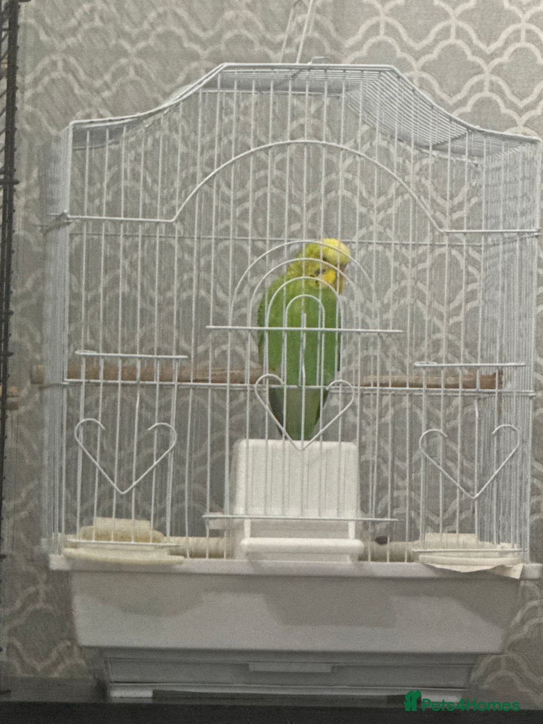 Budgerigars birds for sale: Budgie - Image 1