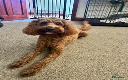 Cavapoo dogs for stud: F1b Cavapoo for stud - Image 1