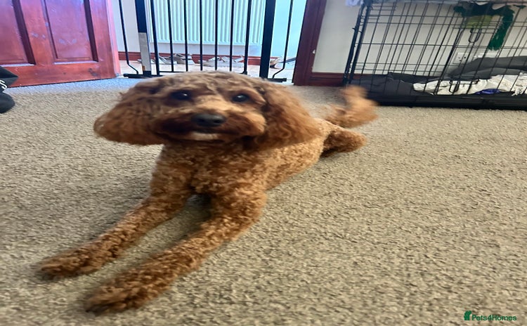 Cavapoo dogs - Advert 1