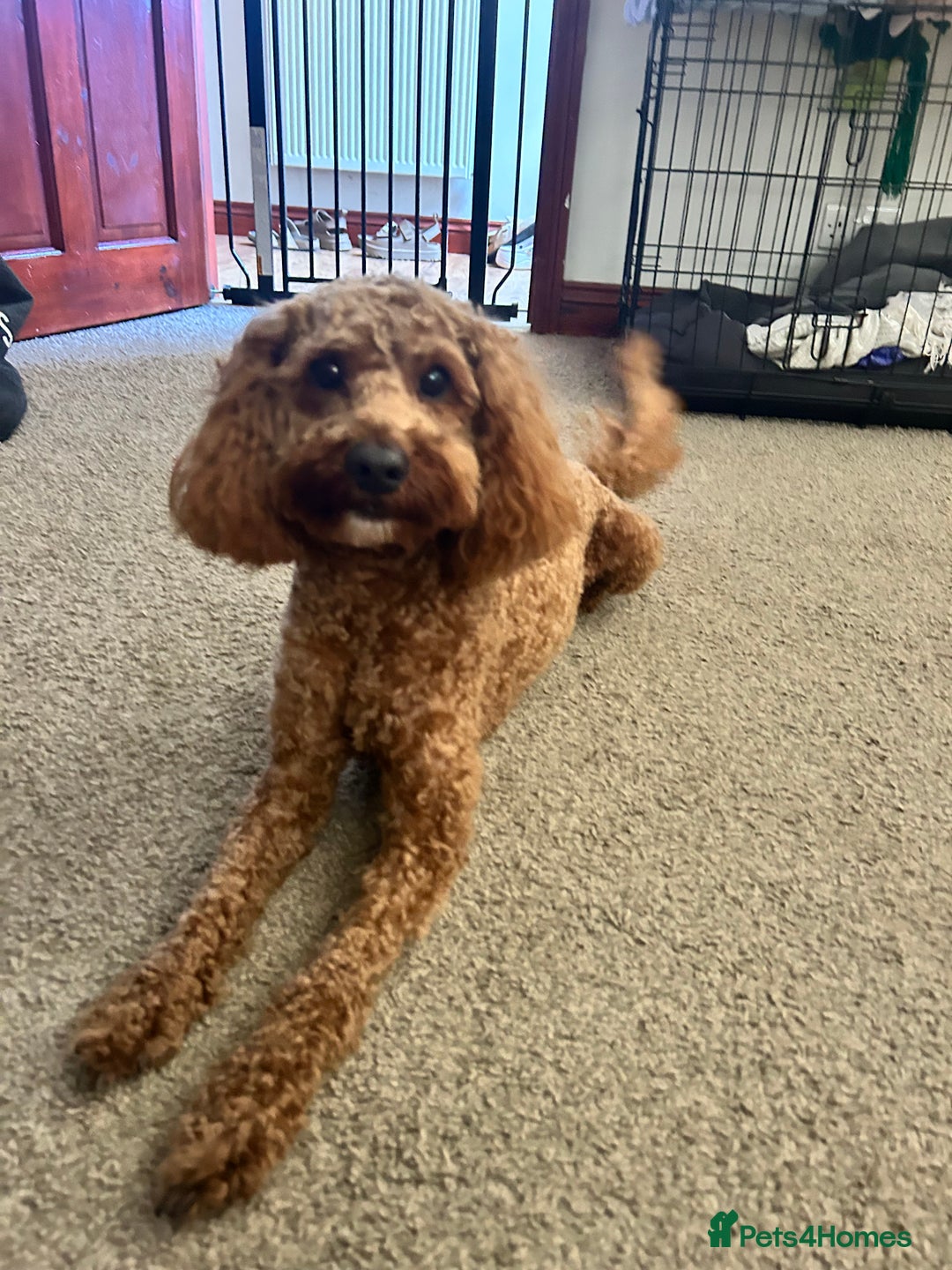 Cavapoo dogs for stud: F1b Cavapoo for stud - Image 1