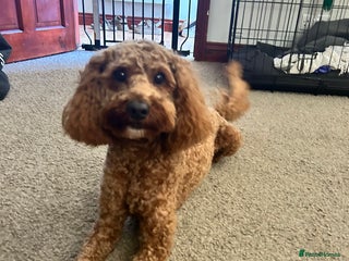 Cavapoo dogs - Advert 1