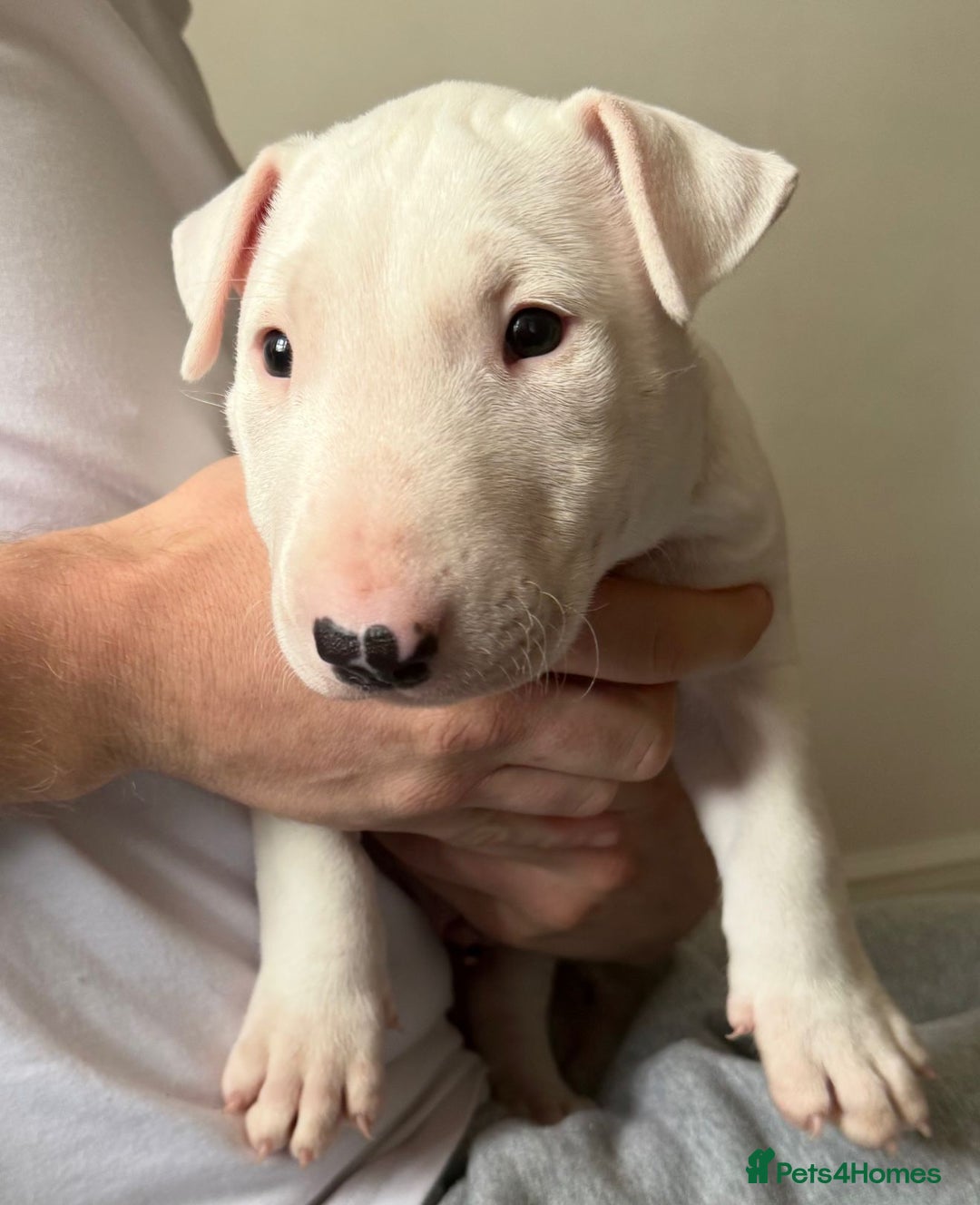 English Bull Terrier dogs for sale: English bull terierr puppies for sale  - Image 6