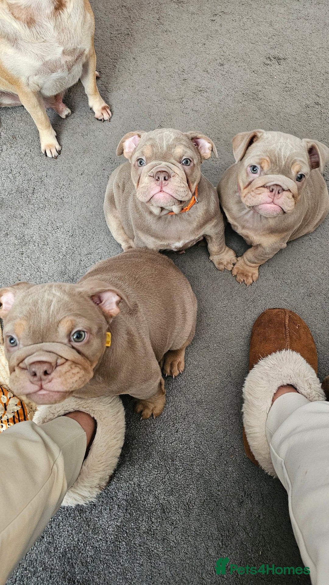 English Bulldog dogs for sale:  English Bulldogs - Advert 15