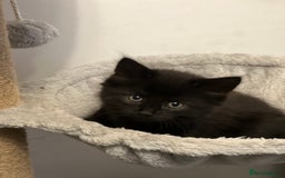 Mixed Breed cats for sale: Beautiful Kittens Looking for a Loving Home - Image 4