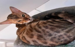 Bengal cats for sale: Nala the Bengal - Image 3
