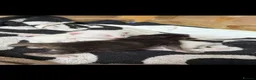 Mixed Breed cats for sale: 3 beautiful kittens in Bristol - Advert 7
