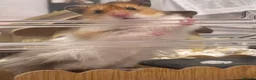 Hamster rodents for sale: Long haired syrian for sale - Advert 4