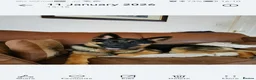 German Shepherd dogs for sale: Beautiful German shepard pups  - Advert 14