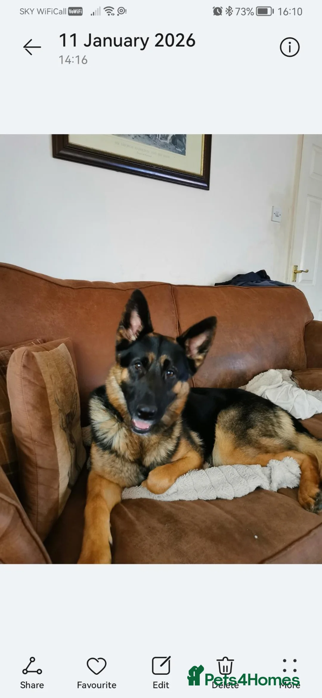 German Shepherd dogs for sale: Beautiful German shepard pups  - Advert 14