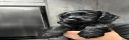 Cocker Spaniel dogs for sale: KC Registered Cocker Spaniels– 🔥READY NOW🔥 - Advert 5