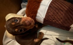 Miniature Dachshund dogs for sale: 1 girl & 3 boys ready Now Mini Dachshunds  - Image 13