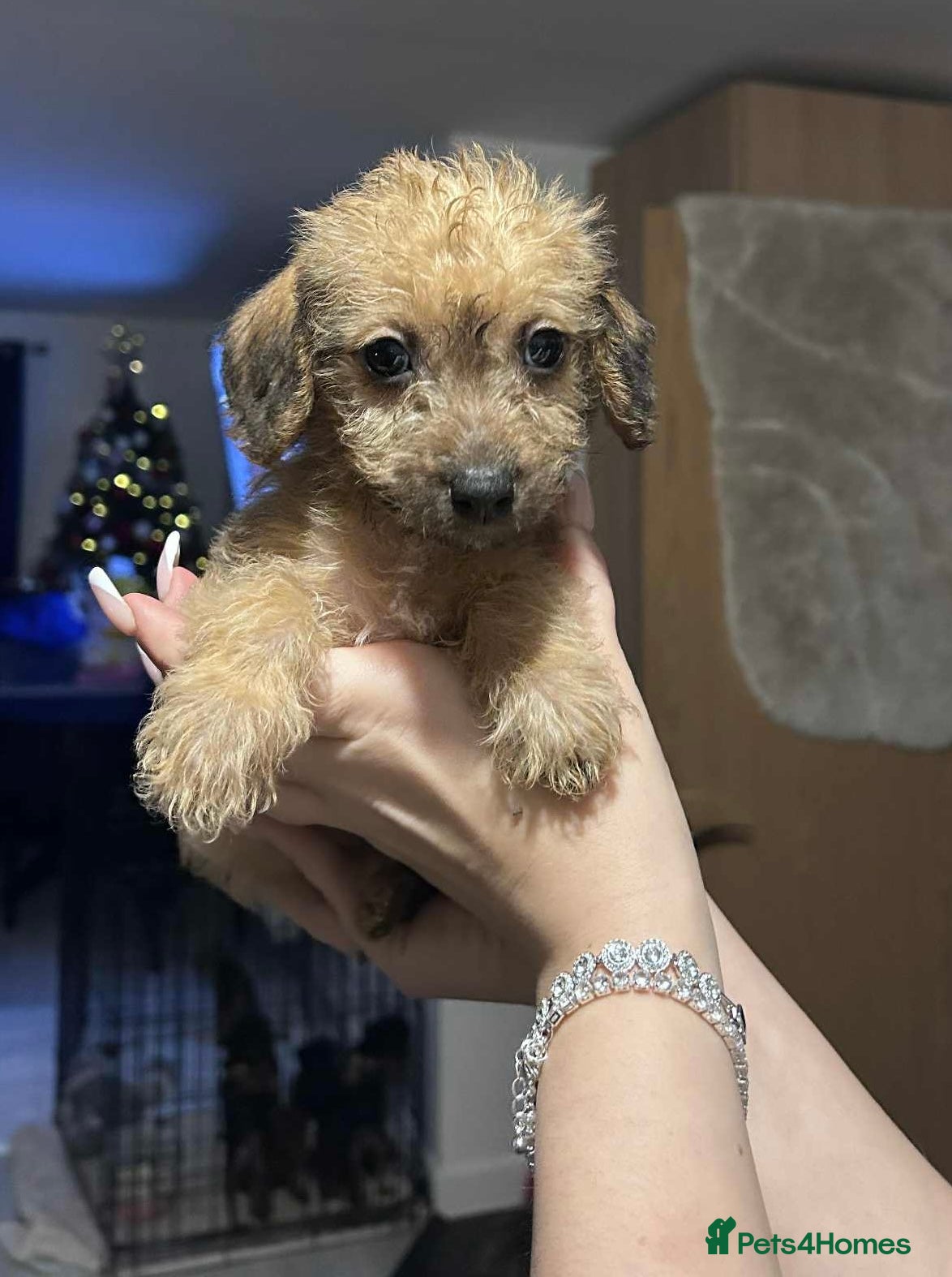 Mixed Breed dogs Patterpoos - Advert 5