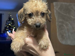 Mixed Breed dogs Patterpoos - Advert 5