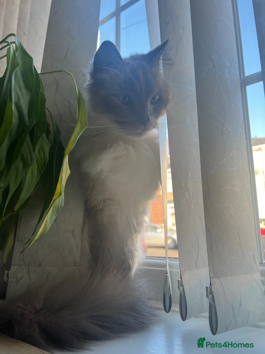 Ragdoll cats for sale: Ragdoll 5 yrs old  in Oldham - Advert 12