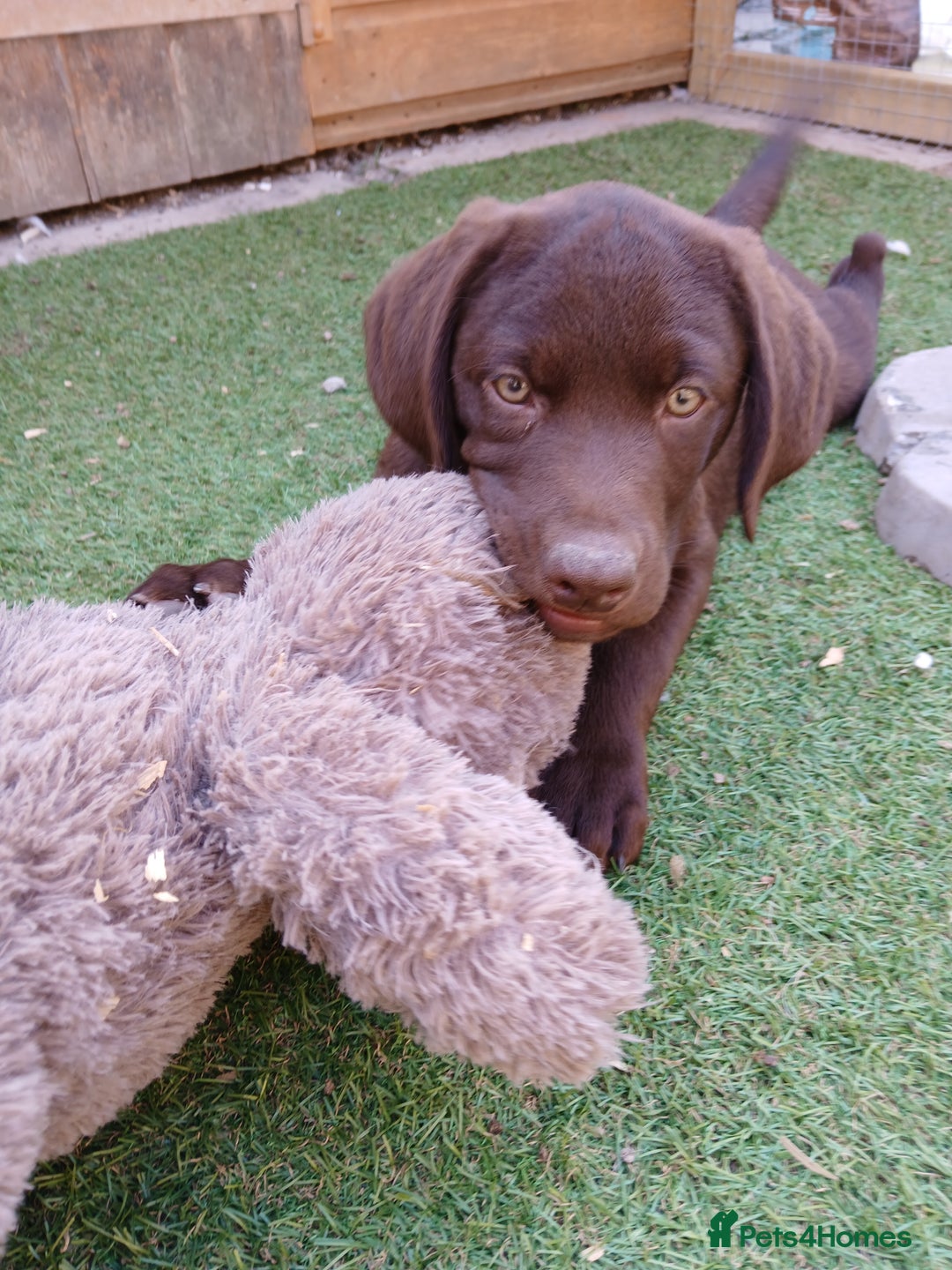 Labrador Retriever dogs for sale: **READY NOW**CHOCOLATE LAB PUPS - Image 17