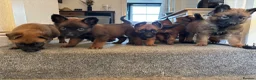 Belgian Shepherd Dog dogs for sale: Belgian malinois puppies - Advert 14