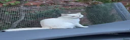 Scottish Fold cats for sale: PUREBRED GOLDEN CHINCHILLA SCOTTISH FOLD KITTENS  in Basildon - Advert 16