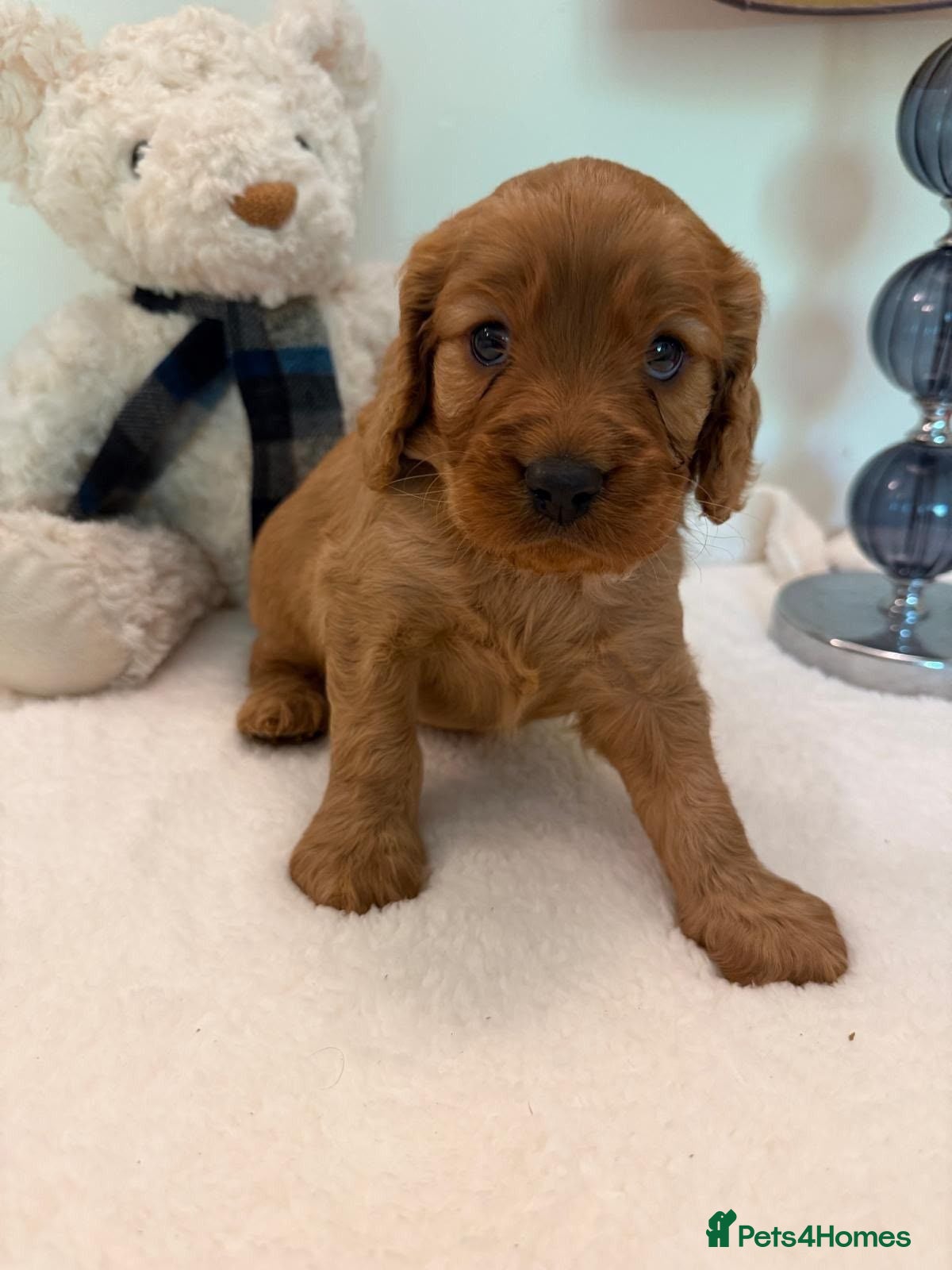 Cavapoo dogs Beautiful Cavapoo Puppy - Advert 1