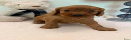 Cavapoo dogs for sale: Beautiful Cavapoo Puppy in London - Advert 1