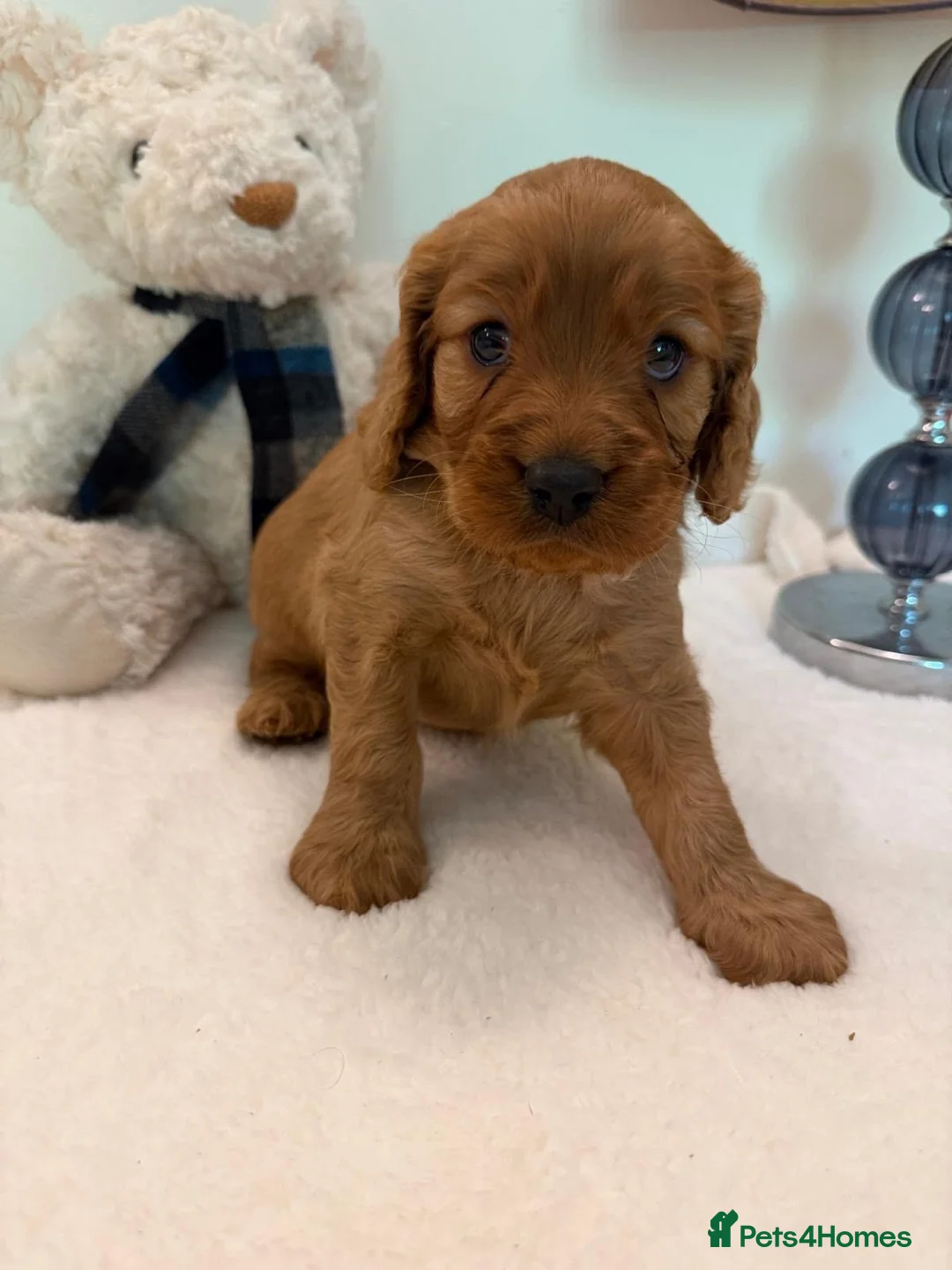 Cavapoo dogs for sale: Beautiful Cavapoo Puppy in London - Advert 1