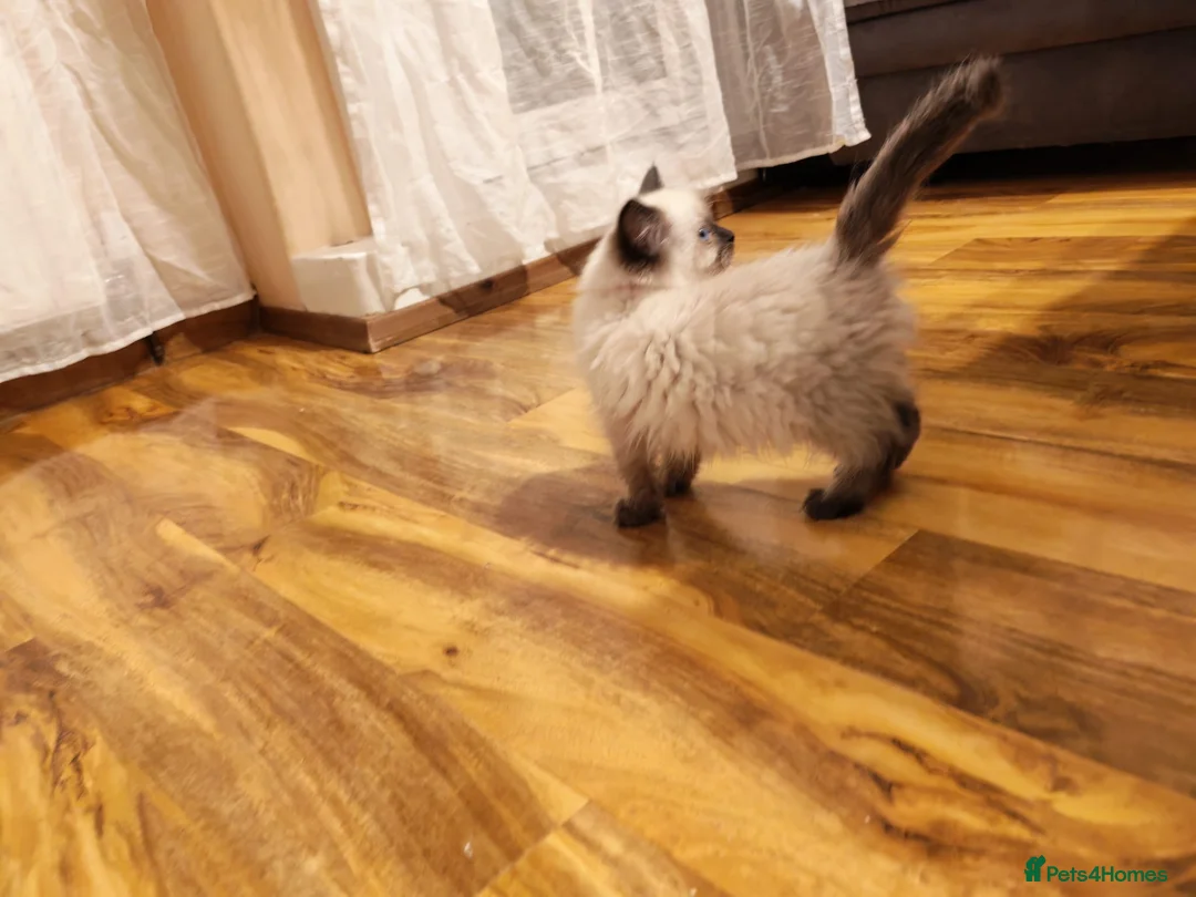 Ragdoll cats for sale: Pure Ragdoll Kittens - Advert 3