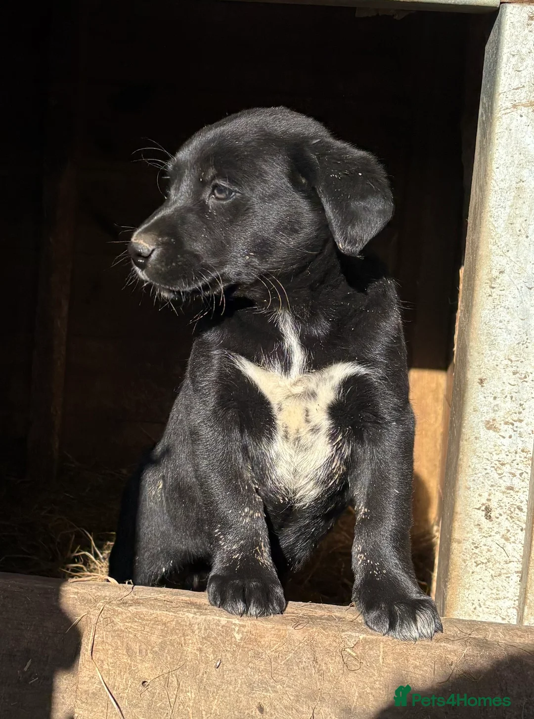 Borador dogs for sale: Beautiful Collie x Labrador puppies  - Advert 12