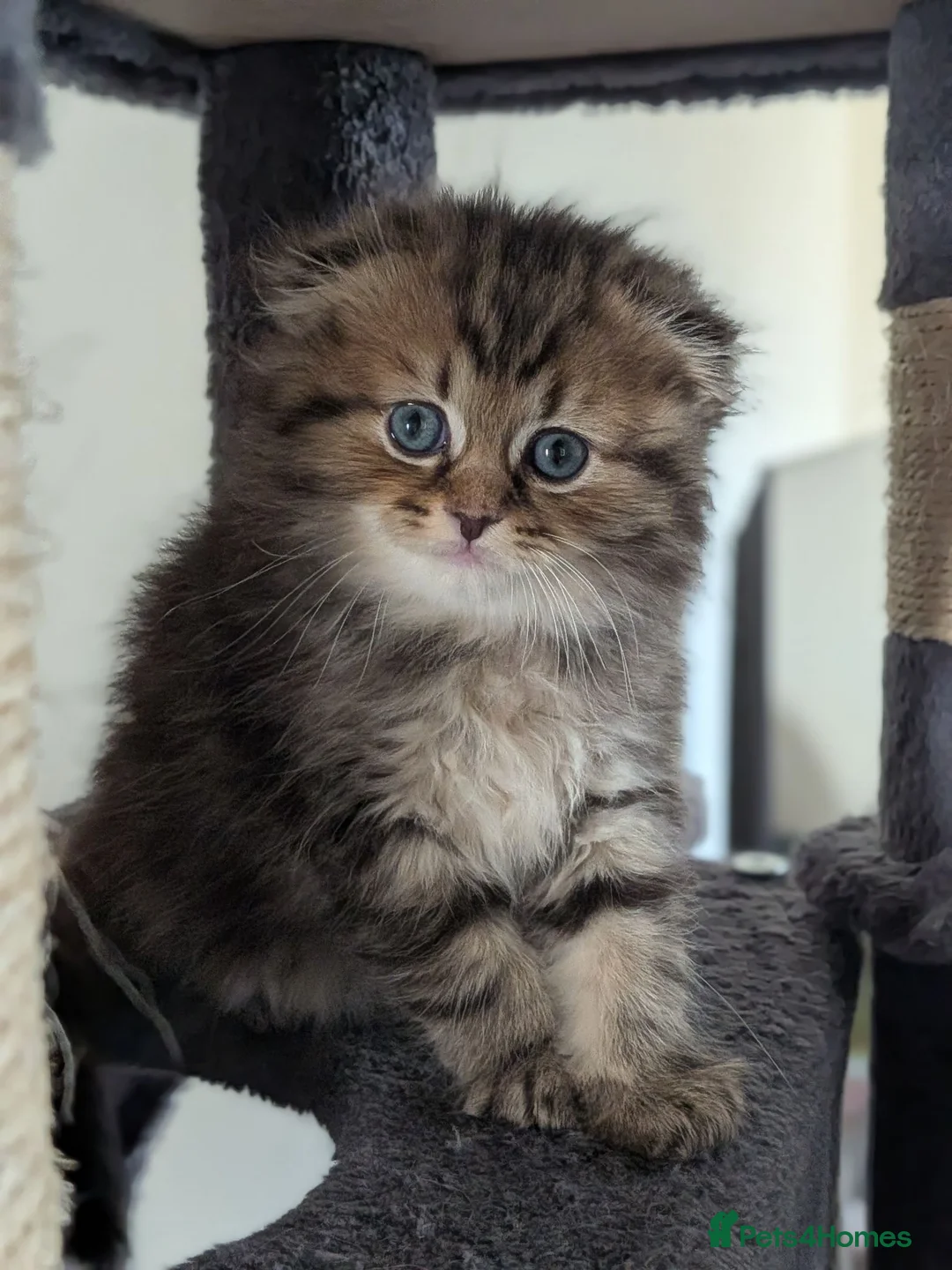 Mixed Breed cats for sale: Ragdoll x Scottish Fold kittens - Advert 1