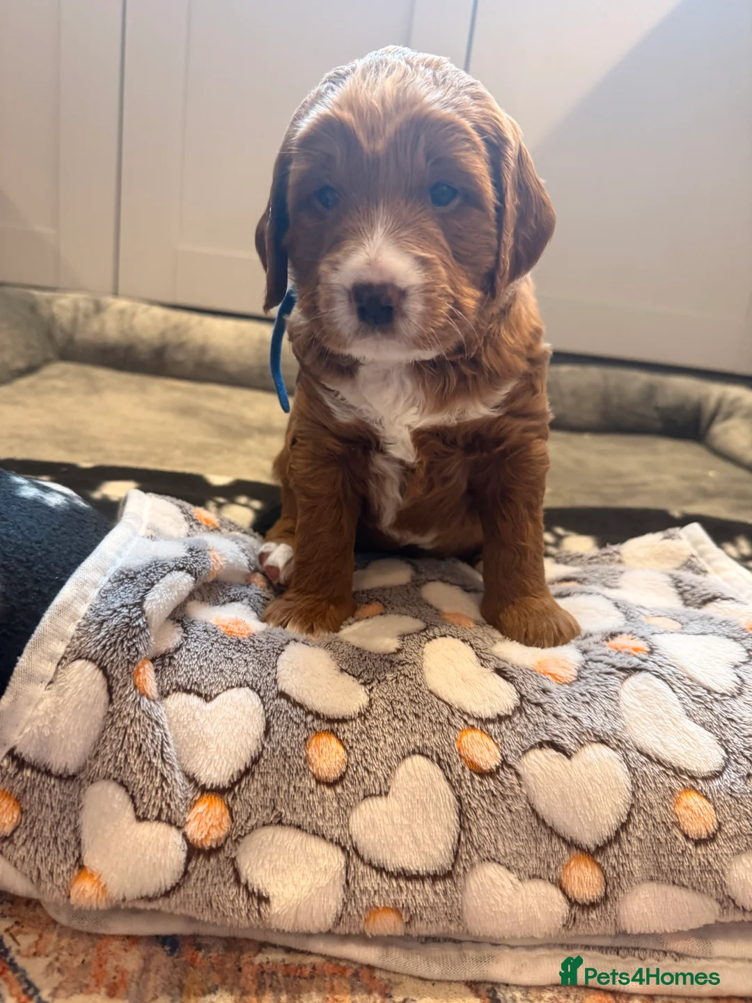 Labradoodle dogs for sale: Beautiful Labradoodle Puppies Available 🐾 - Advert 13