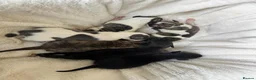 Whippet dogs for sale: 🐾 Beautiful KC Registered Whippet Puppies 🐾 in Aberdare - Advert 6