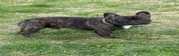 French Bulldog dogs for stud: Standard red brindle stud  - Advert 5
