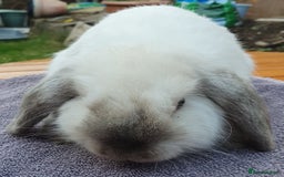Mini Lop rabbits for sale: Friendly Baby rabbits  Vac RHD2 YURVAC - Image 3