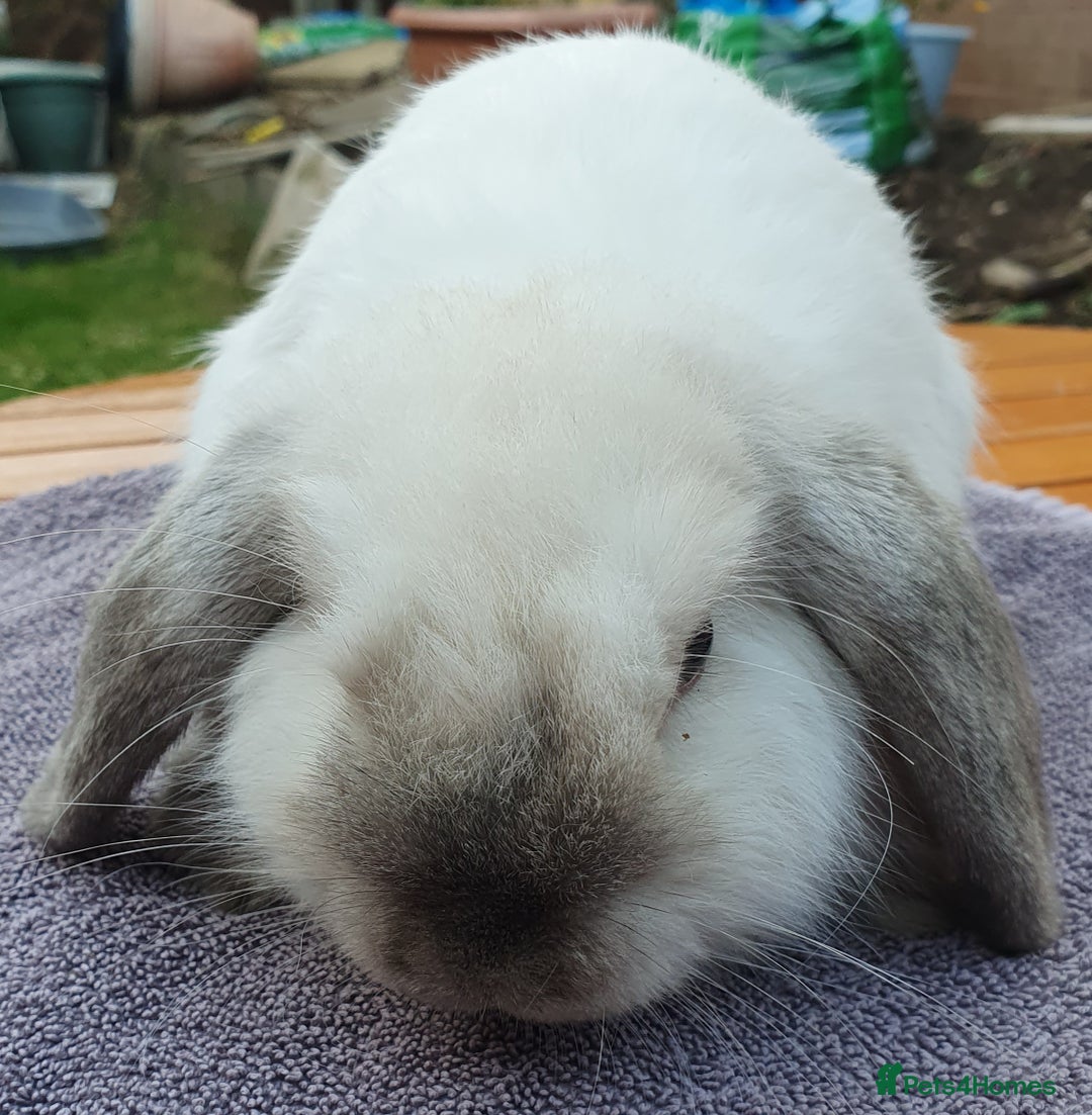 Mini Lop rabbits for sale: Friendly Baby rabbits  Vac RHD2 YURVAC - Image 3