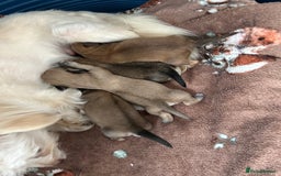 Chipoo dogs for sale: F1b Chipoo puppies - Image 14