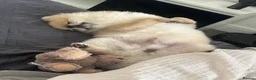Pomeranian dogs for stud: KC registered Pomeranian available for stud  - Advert 6