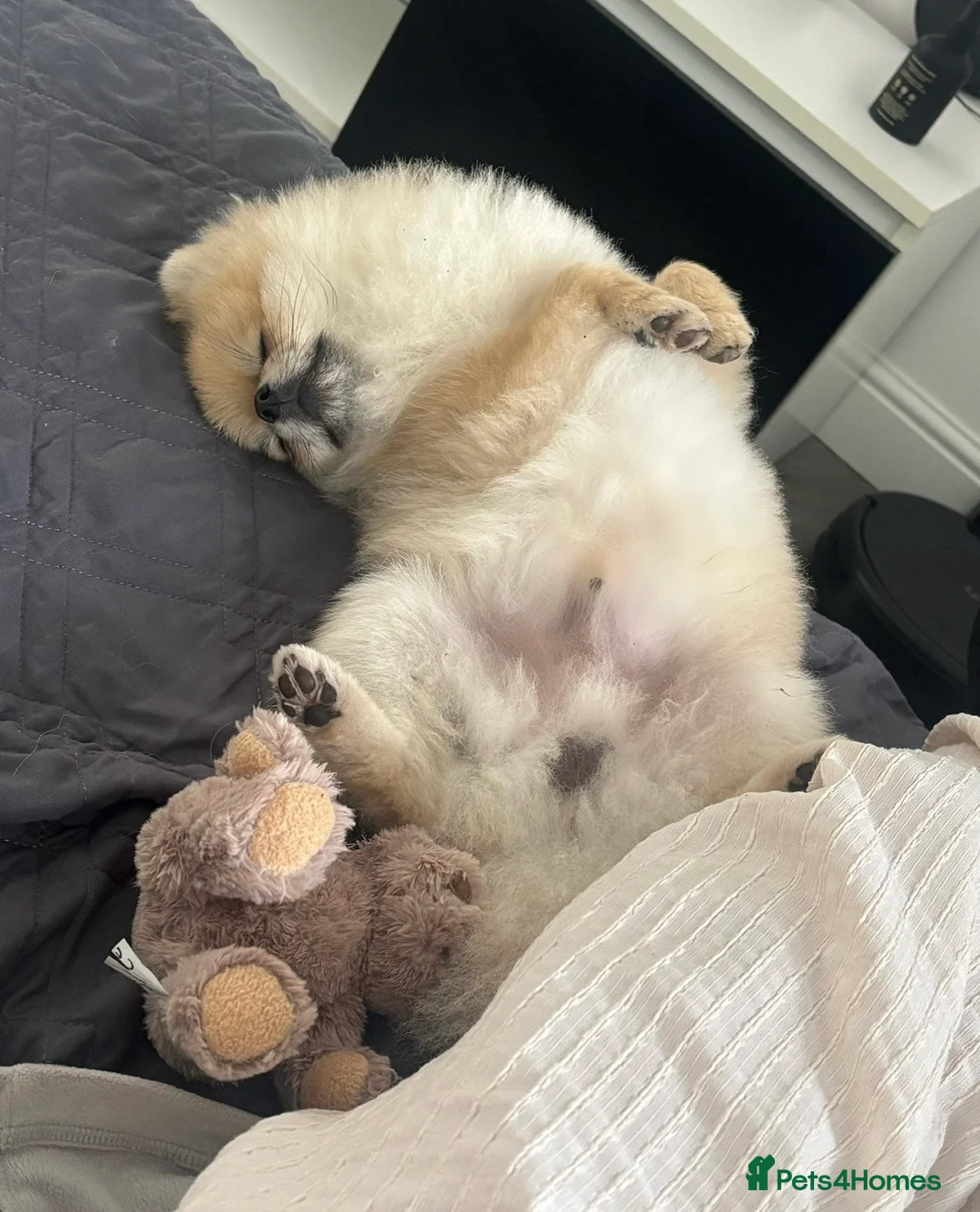 Pomeranian dogs for stud: KC registered Pomeranian available for stud  - Advert 6